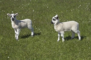 Lambs Gallery: Lambs, Northumberland, England