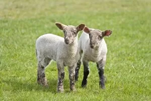 Images Dated 17th April 2007: Lambs - Peak District Derbyshire UK