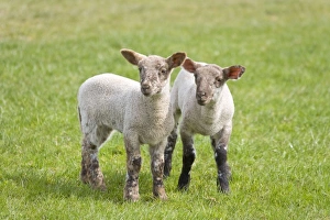 Images Dated 17th April 2007: Lambs Peak District Derbyshire UK