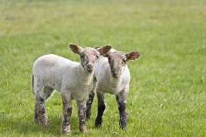 Images Dated 17th April 2007: Lambs Peak District Derbyshire UK