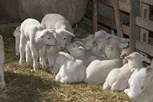 Images Dated 19th March 2013: Lambs in winter stall