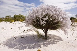 Lambswool Bush - growing on sand in Kwongan heath Lambswool Bush - growing on sand in Kwongan heath