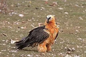 Lammergeiers Prints: Lammergeier / Bearded Vulture - adult. Pyrenees - Spain