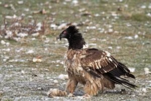 Images Dated 16th December 2009: Lammergeier / Bearded Vulture - adult at feeding station. Pyrenees - Spain