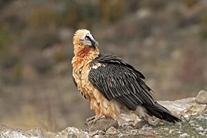 Images Dated 17th December 2009: Lammergeier / Bearded Vulture - adult at feeding station. Pyrenees - Spain