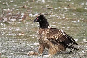 Lammergeier / Bearded Vulture - adult at feeding station. Pyrenees - Spain