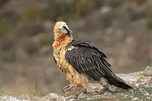 Lammergeier / Bearded Vulture - adult at feeding station. Pyrenees - Spain