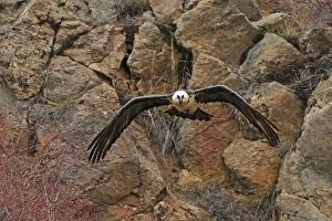 Images Dated 16th December 2009: Lammergeier / Bearded Vulture - adult in flight at feeding station. Pyrenees - Spain