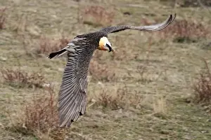 Lammergeier / Bearded Vulture - adult in flight. Pyrenees - Spain