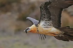 Lammergeier / Bearded Vulture - adult in flight at feeding station. Pyrenees - Spain
