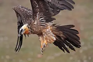 Lammergeier / Bearded Vulture - adult in flight at feeding station. Pyrenees - Spain