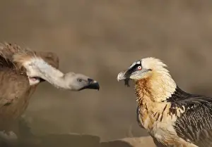 Lammergeier / Bearded Vulture - adult with Griffon Vulture (Gyps fulvus) - Spanish Pyrenees - January