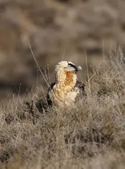 Lammergeiers Prints: Lammergeier / Bearded Vulture - adult on hillside - Spanish Pyrenees - January