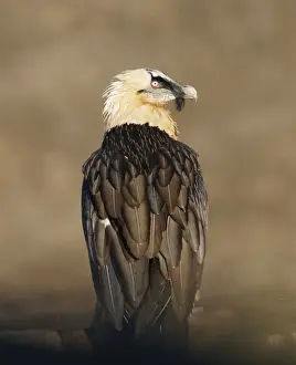 Lammergeiers Prints: Lammergeier / Bearded Vulture - adult - Spanish Pyrenees - January