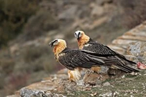 Images Dated 17th December 2009: Lammergeier / Bearded Vulture - adults at feeding station. Pyrenees - Spain