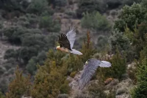 Lammergeiers Prints: Lammergeier / Bearded Vulture - adults in flight at feeding station. Pyrenees - Spain
