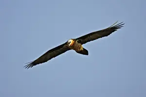 Ethiopia Prints: Lammergeier / Bearded Vulture. Bale Mountains - Ethiopia - Africa
