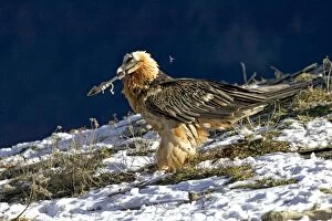 Images Dated 16th November 2004: Lammergeier / Bearded Vulture - feeding on a lower