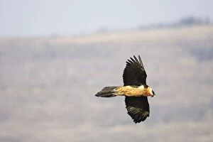 Lammergeier / Bearded Vulture - in flight