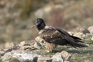 Lammergeiers Prints: Lammergeier / Bearded Vulture - immature with food at feeding station. Pyrenees - Spain