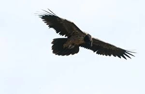 Lammergeier / Bearded Vulture - Juvenile, in flight