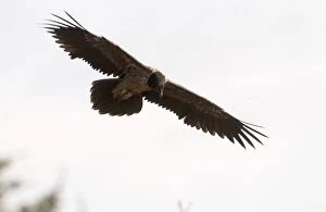 Images Dated 16th November 2004: Lammergeier / Bearded Vulture Juvenile In flight Spanish Pyrenees