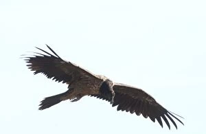 Images Dated 16th November 2004: Lammergeier / Bearded Vulture Juvenile In flight Spanish Pyrenees