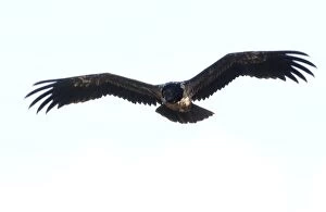Images Dated 2nd December 2007: Lammergeier / Bearded Vulture Juvenile In flight Spanish Pyrenees