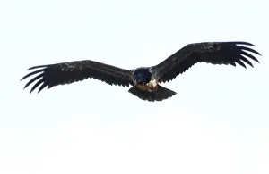 Sinister Prints: Lammergeier / Bearded Vulture Juvenile In flight Spanish Pyrenees