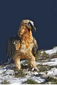Lammergeier / Bearded Vulture. Pyrenees - France / Europe