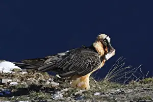 Lammergeier / Bearded Vulture. Pyrenees - France / Europe
