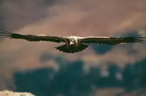 Gliding Prints: Lammergeier / Bearded Vulture WAT 1832 Sub-adult in flight Gypaetus barbatus © M
