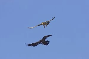 Images Dated 26th July 2007: Lammergeier - Fighting in mid air Gypaetus barbatus Pyrenees, Spain BI009365