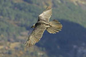 Images Dated 16th November 2004: Lammergeier - Flying over valley showing their beard and large tail - November - Pyrenees - Spain