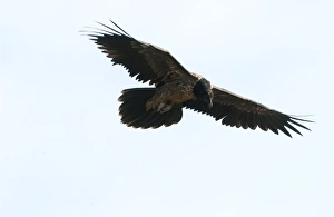 Images Dated 16th November 2004: Lammergeier Juvenile In flight Spanish Pyrenees