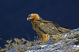 Images Dated 16th November 2004: Lammergeier - Standing on snow covered slope - close up - November -Pyrenees - Spain
