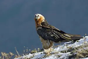 Lammergeier - Standing on snow covered slope - close up - November - Pyrenees - Spain