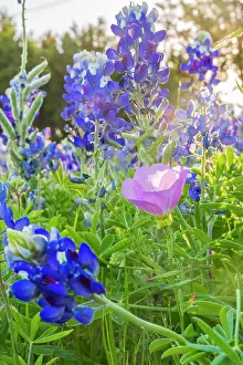 Exterior Prints: Lampasas, Texas, USA. Pink Evening Primrose and Bluebonnet wildflowers in the Texas Hill Country