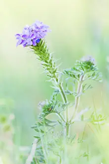 Exterior Prints: Lampasas, Texas, USA. Prairie Verbena wildflowers in the Texas Hill Country