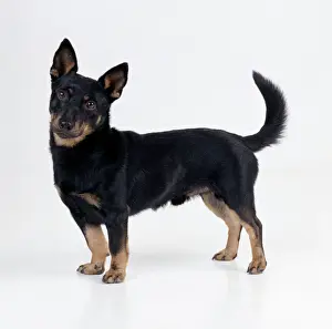 Lancashire Heeler Dog