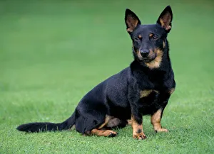 Lancashire Heeler Dog - Sitting on grass