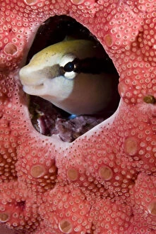 Blenny Gallery: Lance blenny fish peering out of hole in