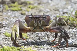 Pincers Prints: A land crab on Pulu Keeling National Park