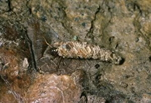 Images Dated 27th July 2004: Land Dwelling Caddis Fly
