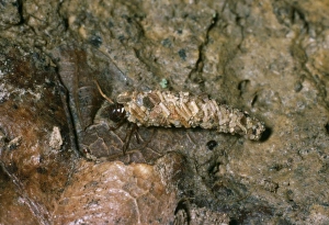 Images Dated 27th July 2004: Land Dwelling Caddis Fly