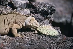 Land Iguana - Eating Cactus