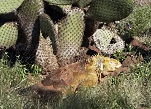 Iguanas Prints: Land Iguana in Seymour Island. Galapagos island