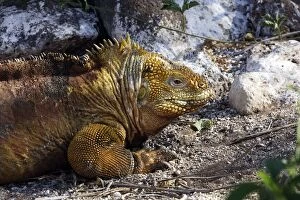 Images Dated 12th April 2005: Land Iguana in Seymour Island. Galapagos island
