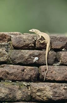 Images Dated 1st February 2007: Land Monitor / Common Indian Monitor Lizard Sri Lanka