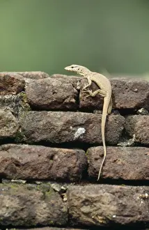 Sri Lanka Prints: Land Monitor / Common Indian Monitor Lizard Sri Lanka